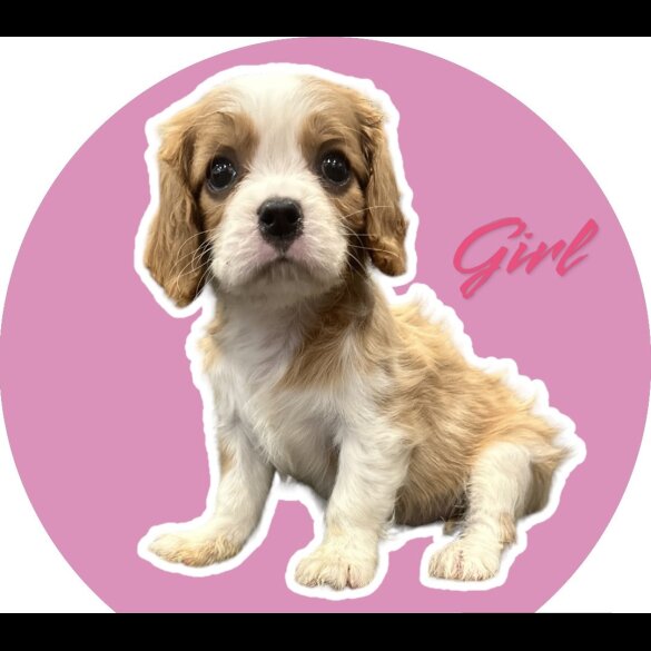 Cavalier King Charles Spaniel - Both