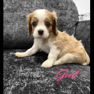 Cavalier King Charles Spaniel - Both