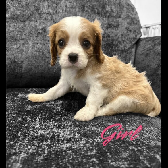 Cavalier King Charles Spaniel - Both