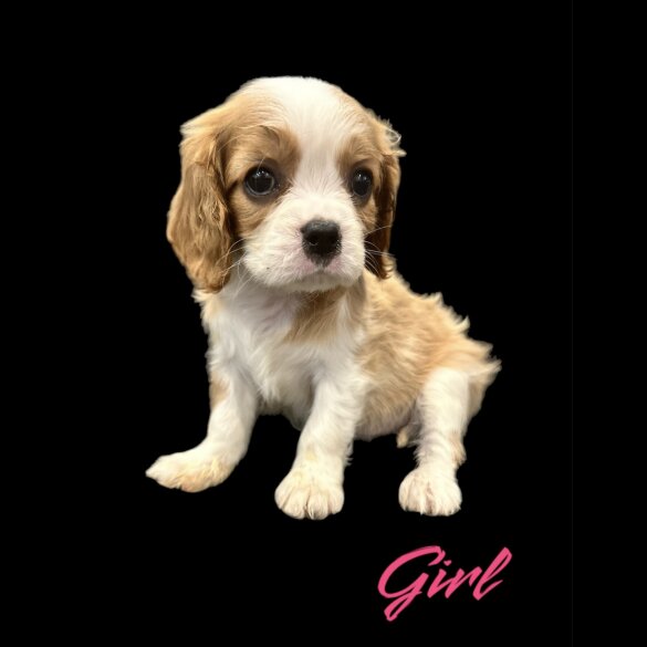 Cavalier King Charles Spaniel - Both