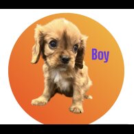 Cavalier King Charles Spaniel - Both
