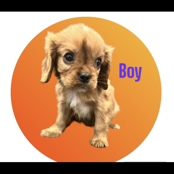 Cavalier King Charles Spaniel - Both