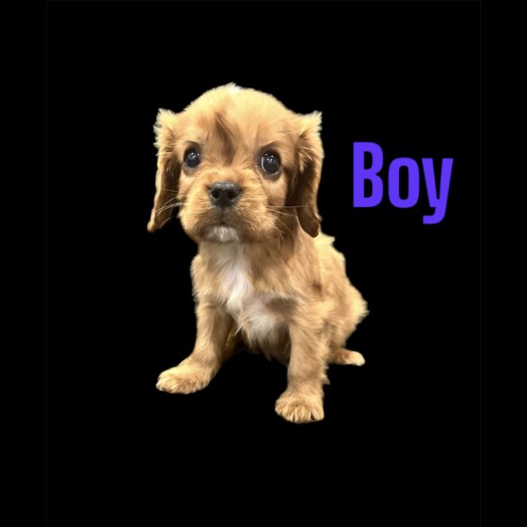Cavalier King Charles Spaniel - Both