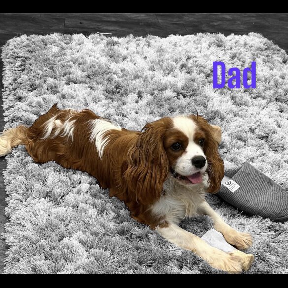 Cavalier King Charles Spaniel - Both