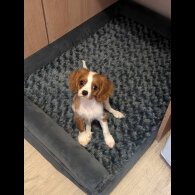 Cavalier King Charles Spaniel - Dogs