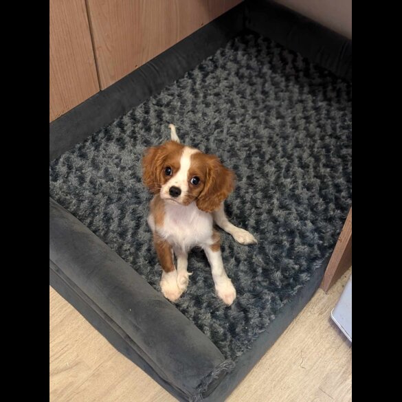 Cavalier King Charles Spaniel - Dogs