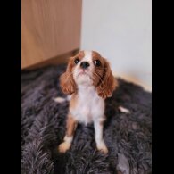 Cavalier King Charles Spaniel - Dogs
