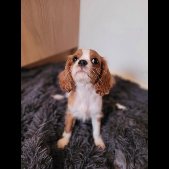 Cavalier King Charles Spaniel - Dogs