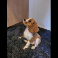 Cavalier King Charles Spaniel - Dogs