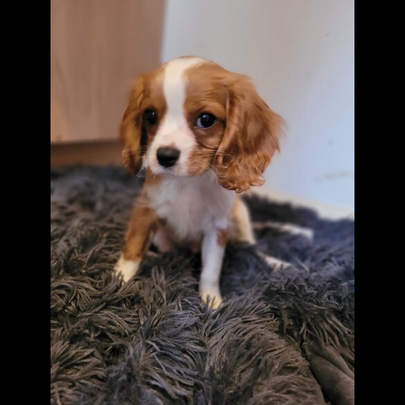Cavalier King Charles Spaniel - Dogs