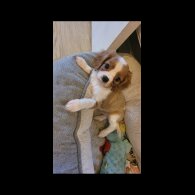 Cavalier King Charles Spaniel - Dogs