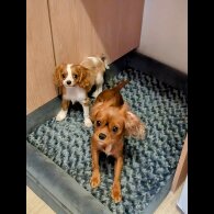 Cavalier King Charles Spaniel - Dogs
