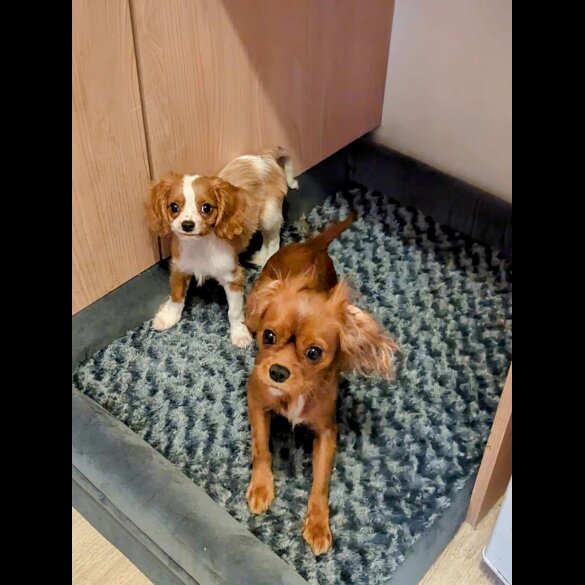 Cavalier King Charles Spaniel - Dogs