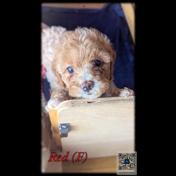 Cavapoo - Both