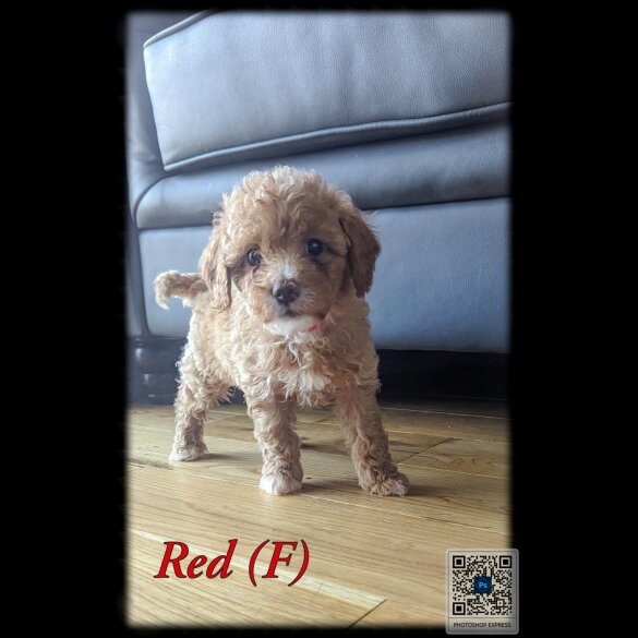 Cavapoo - Both