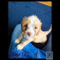 Cavapoo - Both