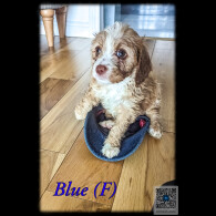 Cavapoo - Both