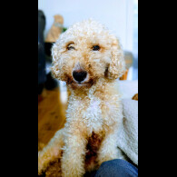 Cavapoo - Both