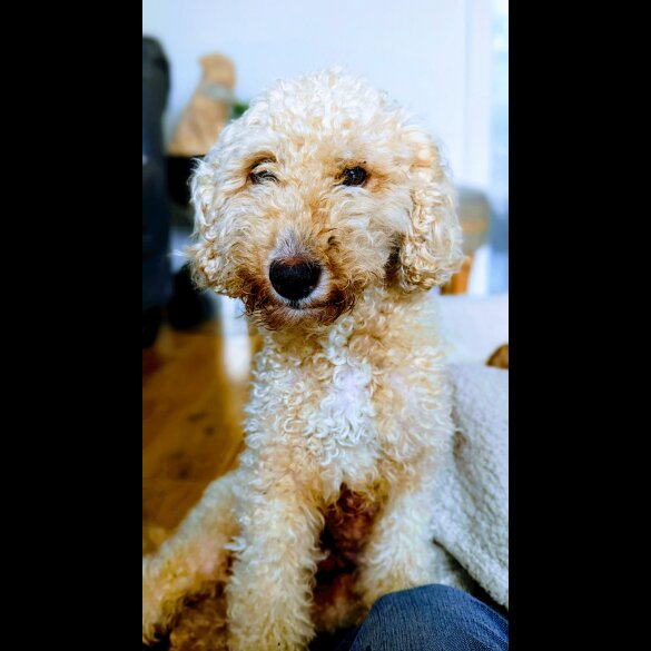 Cavapoo - Both