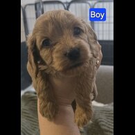Cavapoo - Both