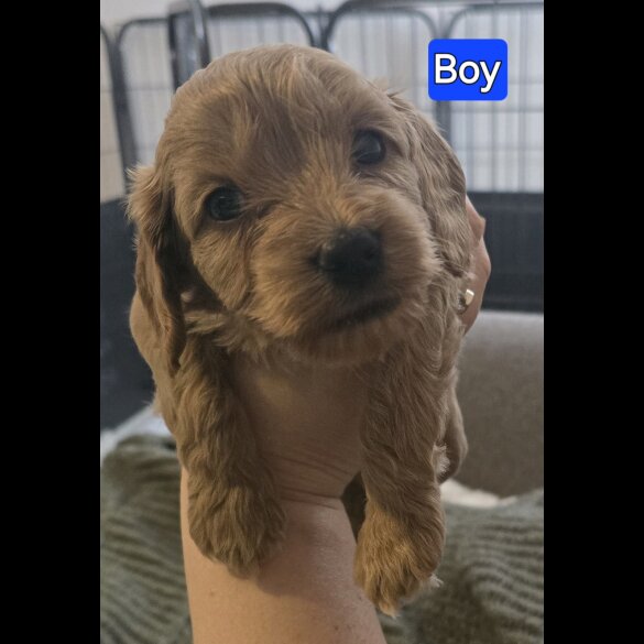 Cavapoo - Both