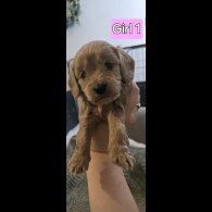 Cavapoo - Both