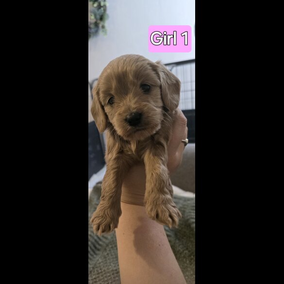 Cavapoo - Both