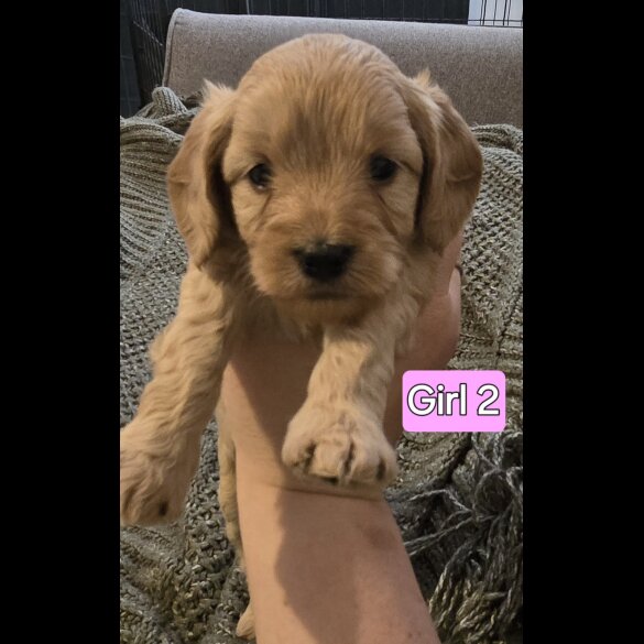 Cavapoo - Both