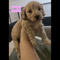 Cavapoo - Both