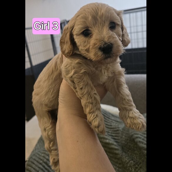 Cavapoo - Both
