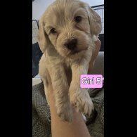 Cavapoo - Both
