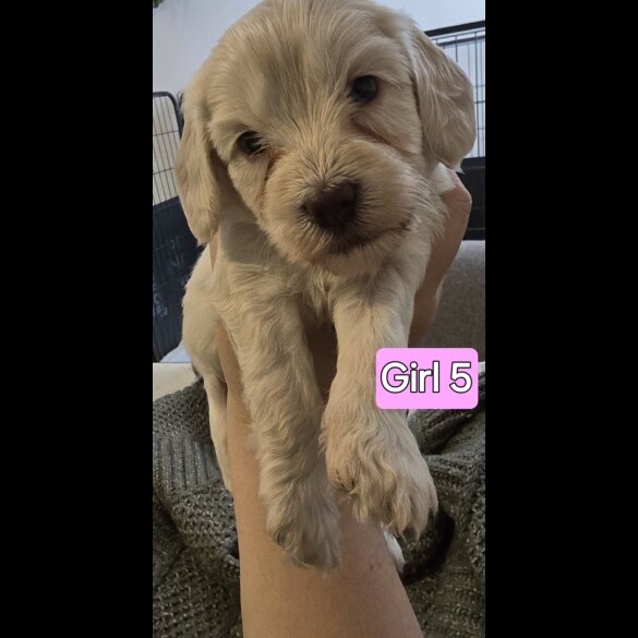Cavapoo - Both