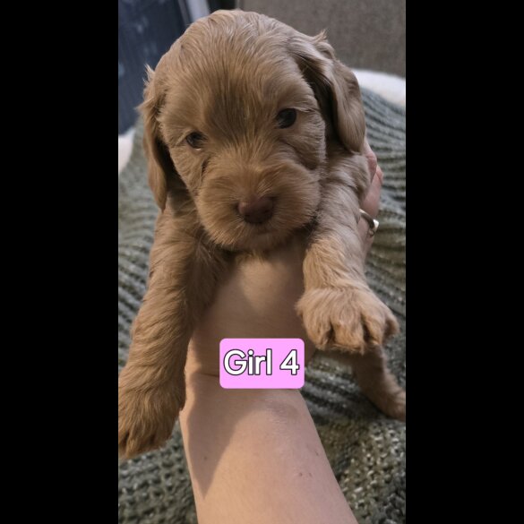 Cavapoo - Both