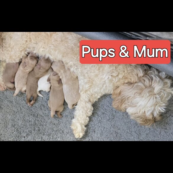 Cavapoo - Both