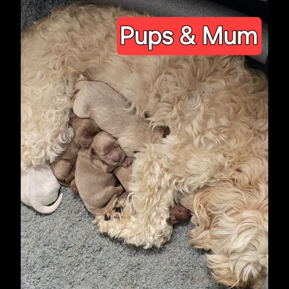 Cavapoo - Both