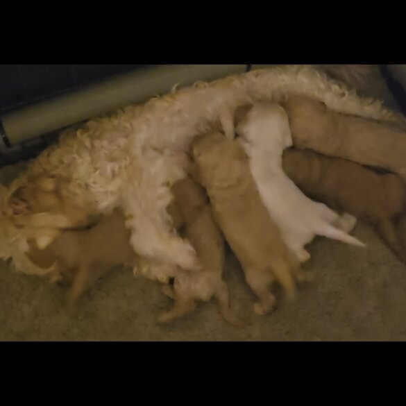 Cavapoo - Both