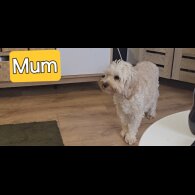 Cavapoo - Both