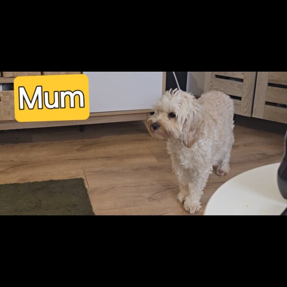Cavapoo - Both