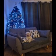 Cavapoo - Both