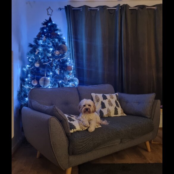 Cavapoo - Both