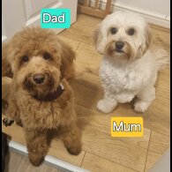 Cavapoo - Both