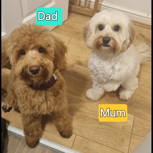 Cavapoo - Both