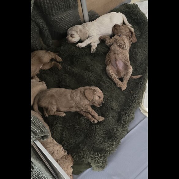 Cavapoo - Both