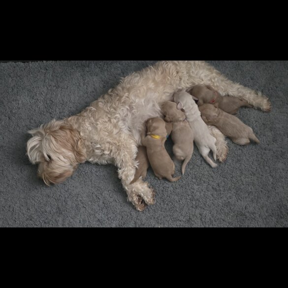 Cavapoo - Both