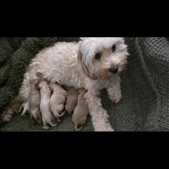 Cavapoo - Both