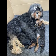 Cavapoo - Dogs