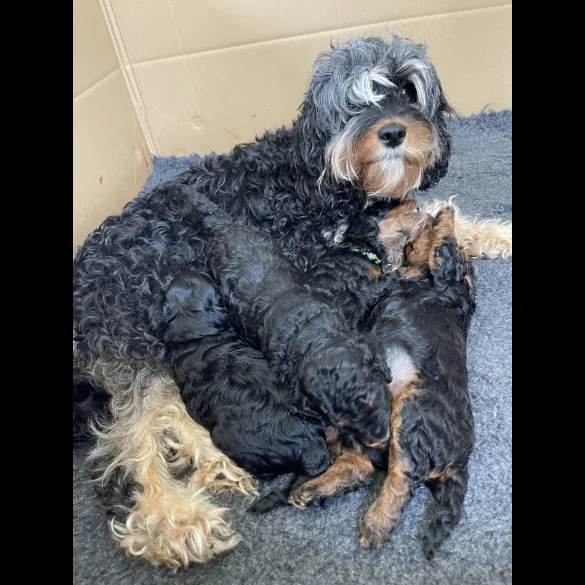 Cavapoo - Dogs