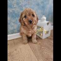 Cavapoo - Both