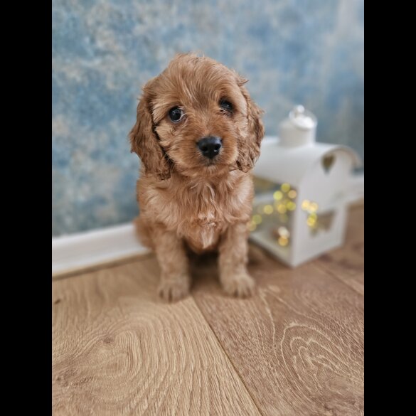Cavapoo - Both