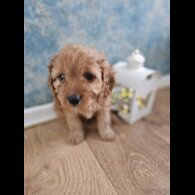 Cavapoo - Both